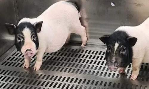 돼지 허파로 사람이 숨쉴 수 있을까…가능성만 확인한 첫 실험