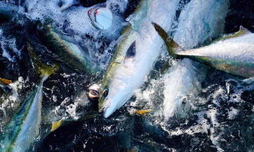 방어가 올라오는 건 재앙이다