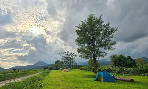 가을걷이 없는 황금빛 들판…순천만 하늘에선 흑두루미떼 춤춘다 <font color="#00b8b1">[ESC]</font>