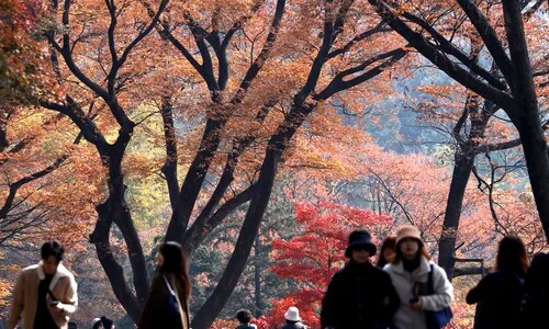 가을 끝자락, 나들이 부르는 화창한 주말…큰 일교차 주의