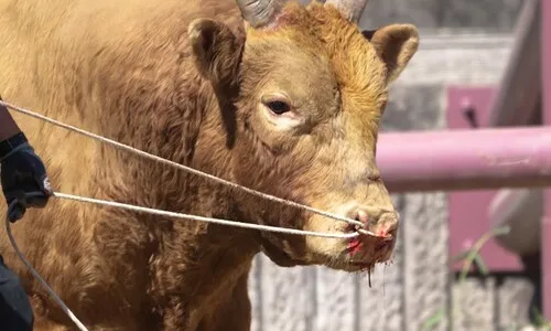 ‘동물학대 논란’ 소싸움…지자체 11곳 중 6곳 내년 예산 편성 안 했다