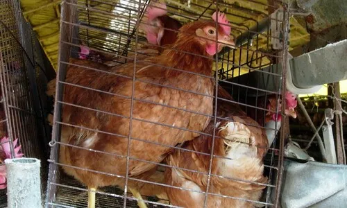 고품질 주장한 ‘이경실 달걀’ 어미 닭의 삶…“A4보다 좁은 궤짝서 낳기만”