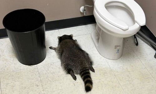 양주 14병 털어먹고 신나게 뛰놀더니 화장실서 ‘기절’…어느 라쿤의 ‘불금’ 양주 14병 털어먹고 신나게 뛰놀더니 화장실서 ‘기절’…어느 라쿤의 ‘불금’