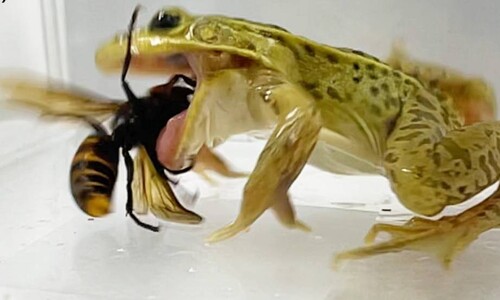장수말벌 침에 목 뚫려도 ‘꿀꺽’…굶주린 논개구리에게는 ‘맛있는 간식’