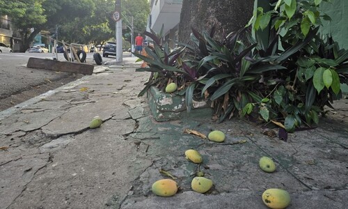 ‘망고 비’ 멈춘 망고도시…말라비틀어진 나무엔 덜 익은 열매만 가득 ‘망고 비’ 멈춘 망고도시…말라비틀어진 나무엔 덜 익은 열매만 가득