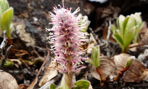 영하 40도 북극 견디는 5㎝ 나무…비밀은 제 안에 품은 ‘부동액’ 영하 40도 북극 견디는 5㎝ 나무…비밀은 제 안에 품은 ‘부동액’