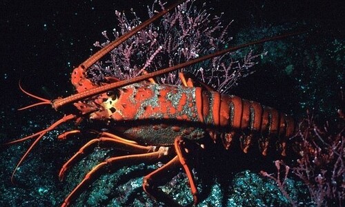 오징어·새우·게 ‘산 채로 삶기’ “용납할 수 없는 도살법”