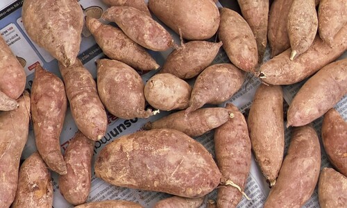 살라고 말하는 대신 고구마를 보내는 사람