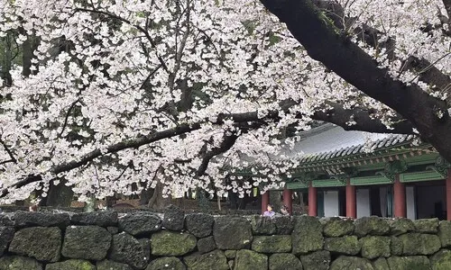 일요일 아침 흐렸다 차차 개…벚꽃 절정 만끽하세요