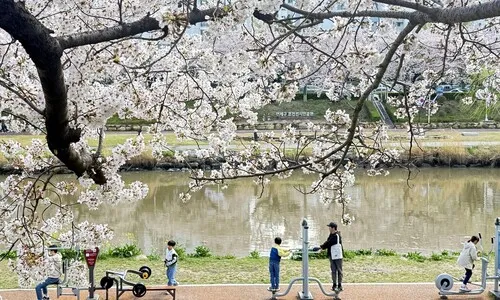 저녁부터 중부 비…낮에 벚꽃 보러 다녀오세요