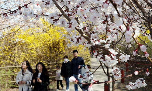 역대 두번째로 빨리 핀 서울 벚꽃…여의도 봄꽃축제 4월4일