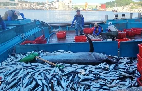 삼척서 잡힌 ‘226㎏ 황새치’… 6만원에 팔린 이유는…
