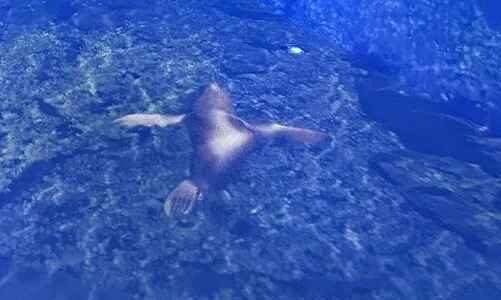 일본, 독도 강치 사냥 영상 공개 논란... "아라에~" 추임새까지?