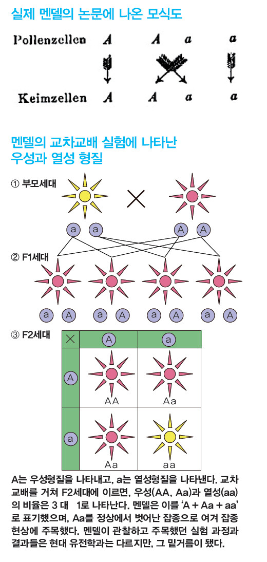 실제 멘델의 논문에 나온 모식도/멘델의 교차교배 실험에 나타난 우성과 열성 형질