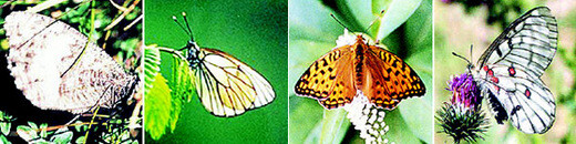  eumenis autonoe (Esper butterfly)