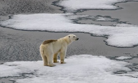 A lone polar bear stands atop an ice drift on Aug. 16, 2021, in Russia’s Franz Josef Land archipelago. (AFP/Yonhap)