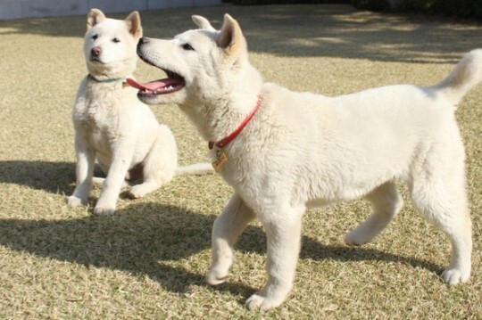 Park Geun-hye’s Jindo dogs Saerom and Heemang inside the Blue House in 2013. (provided by the Blue House)