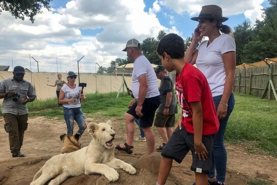 남아프리카공화국 요하네스버그 인근 농장에서 관광객들이 사자를 보고 있다. 로이터 연합뉴스