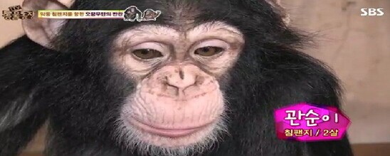‘학대’ 체험 동물원 넘어갈 위기, 침팬지 광복·관순이 ‘반출 철회’