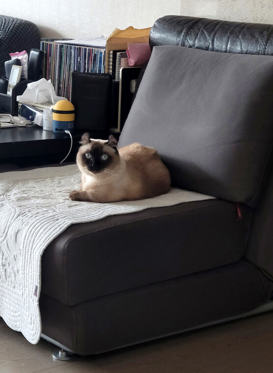 고양이가 의자 위에 앉아 쉬고 있다. 이정우 선임기자 woo@hani.co.kr