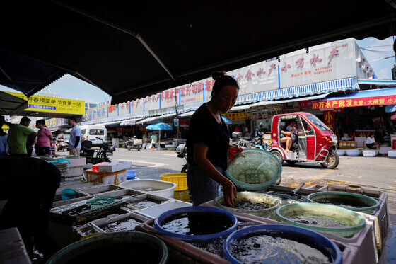 A vendor at a fish market in Shanghai, China, tends to her tanks on Aug. 25. (Reuters/Yonhap)