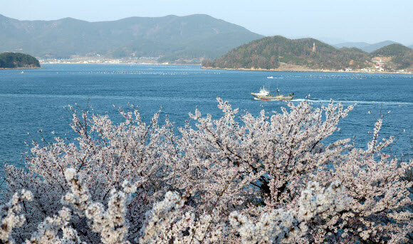 31일 오후 경남 통영시 통영국제음악당 주변에 벚꽃이 활짝 펴 시선을 끌고 있다. 연합뉴스