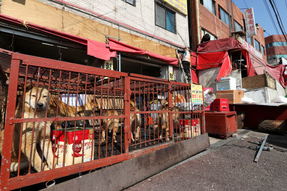 The Moran Dog Meat Market in Seongnam