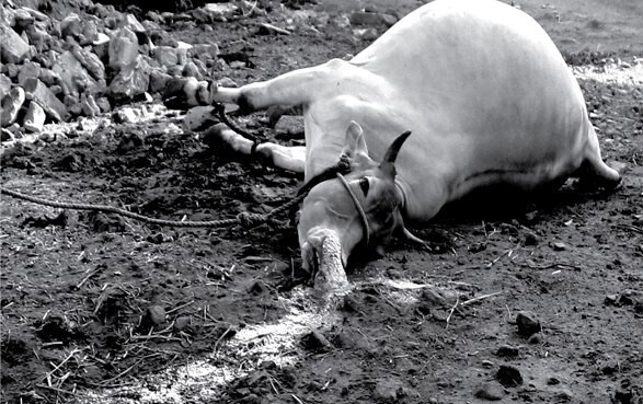 A cow that died because of the gas leak. (provided by the Asian Citizen's Center for Environment and Health)