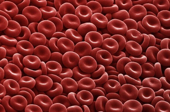 » 혈액은 적혈구, 백혈구, 혈소판, 혈장 등으로 구성된다. 생명 유지에 필수적인 산소 운반을 담당하는 물질이 혈색소(헤모글로빈)인데, 적혈구(사진)가 이 혈색소를 품고 있다. 한겨레 자료 