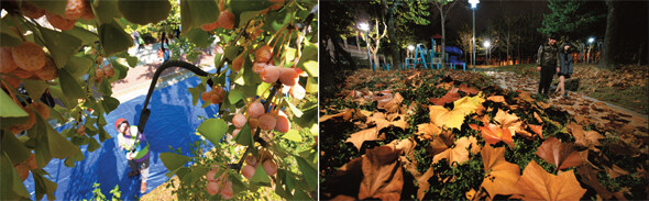 가을마다 툭툭 떨어지는 은행나무 열매는 귀찮고 냄새나는 손님이 됐다. 서울 송파구의 거리에서 구청 직원이 은행 열매를 따는 모습(왼쪽). ‘가로수의 왕’이라던 플라타너스도 점차 다른 나무들에게 자리를 내주고 있다(오른쪽). 사진공동취재단, 탁기형