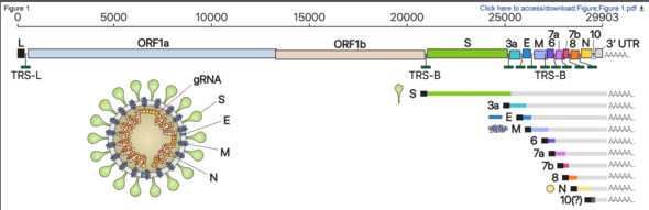 A schematic presentation of the SARS-CoV-2 genome, the canonical subgenomic mRNAs, and the virion structure