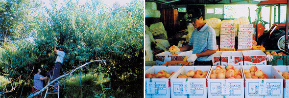 복숭아를 따고(왼쪽) 선별해서 상자에 담는 한재구씨. 중국산 농산물 때문에 전국의 논과 밭에 과수가 심어지는 건 농가에 또 다른 재앙이 된다.