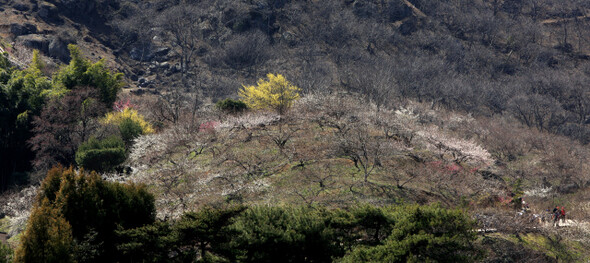 산수유와 매화, 상록수가 어우러져 새봄의 자태를 뽐내고 있다. 전남 광양시 다압면 홍쌍리 매화마을.