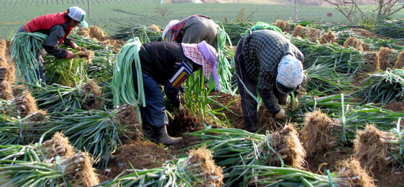 Foreign migrant workers harvest green onions at a farm.