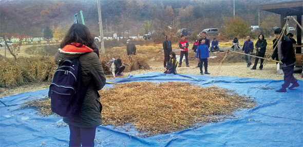 강원도 홍천군 북방면 구만리 주민들이 콩 타작을 하고 있다. 이 콩은 마을 주민들이 벌금과 반대운동 비용으로 충당하기 위해 공동 경작한 것이다.하승수 제공