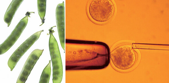멘델이 완두콩에서 발견한 것은 자연법칙이었고, 황우석 교수의 핵치환 실험은 예측한 바를 현실에 적용하는 공학의 영역이었다. 이미지 투데이·한겨레 자료사진