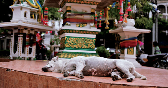 방콕 거리에서 흔히 볼 수 있는 작은 불교 ‘신전’ 앞에서 개가 잠을 자고 있다. 살생을 금한 불교가 삶의 전반에 파고든 타이에서는 개나 동물에 대한 거부감이 덜하다는 분석도 나온다. 그럼에도 연간 20만 마리의 개가 온갖 학대 속에 베트남 시장으로 불법 밀수출되거나, 통계가 뒷받침하는 ‘보호받지 못한’ 개의 삶이 또 다른 모습으로 존재한다.이유경