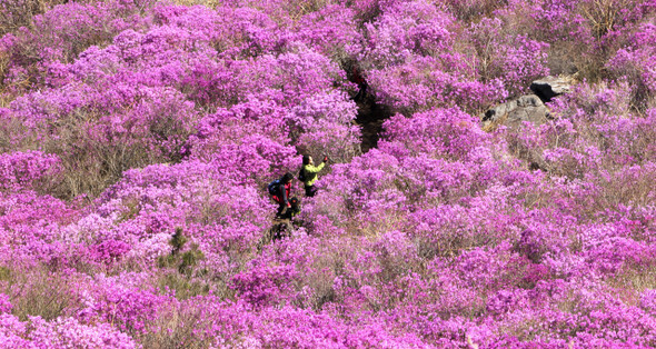 경남 거제시 대금산 자락을 분홍색으로 뒤덮은 진달래.