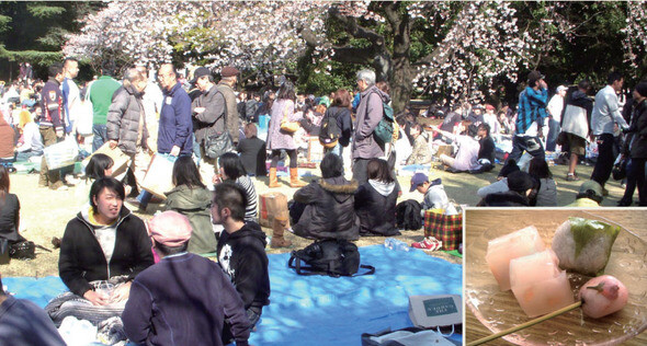 ‘하나미’를 즐기러 나온 일본시민들과 이때 일본인들이 즐겨먹는 사쿠라젤리(작은 사진).
