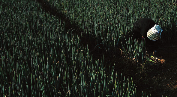 한 농업 이주노동자가 대파밭에서 파를 수확하고 있다. 김정용 제공