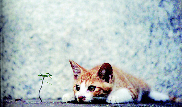 파워블로거 종이우산의 고양이 사진집 <행복한 길고양이>