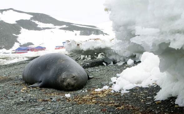 기후변화는 자연의 사이클에 인간이 인위적으로 개입한 결과이다. 남극 킹조지섬의 여름, 바다표범이 해변에서 쉬고 있다. REUTERS/ BOB STRONG