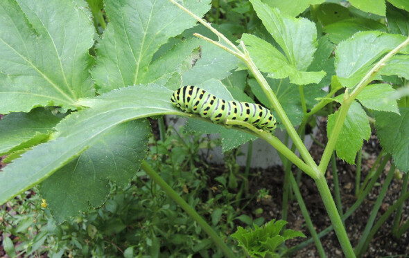 오경아 제공