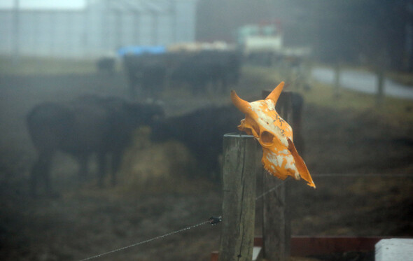 지난 3월6일 찾은 일본 후쿠시마 핵발전소 사고 현장과 14km 떨어진 나미에마치 ‘희망의 목장 후쿠시마’ 입구에 죽은 소의 머리뼈가 걸려 있다.