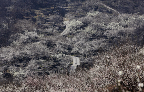 굽이굽이 이어진 산길을 따라 봄이 왔다. 바람이 스칠 때마다 산 전체를 덮을 듯 피어난 매화향이 가득 실려오는 듯하다. 전남 광양시 다압면 꽃차마을.