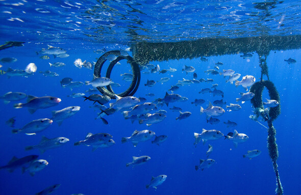 11월6일 팔라우 해상에서 발견된 집어장치의 바닷속 모습. 불법으로 설치된 집어장치 쪽으로 물고기들이 모여들고 있다. 그린피스 제공