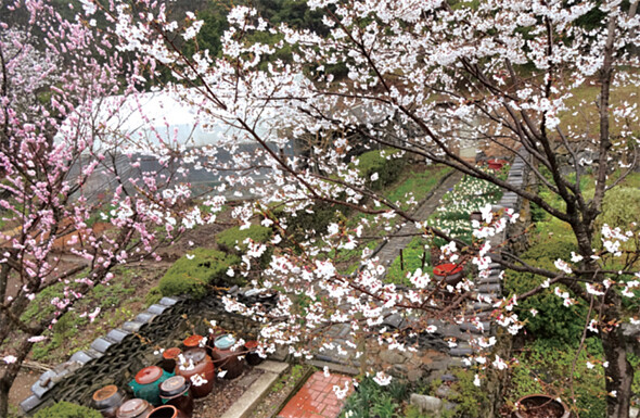 봄비 내리던 날 지붕 위에서 촬영한 벚꽃 사진. 이번 봄은 당신에게 가슴 뛰는 봄이 되길. 강명구