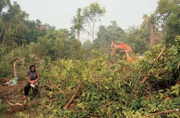 인도네시아 칼리만탄 지역에서 일꾼들이 열대우림의 나무들을 베어내고 있다. 전세계 열대우림의 10%를 가지고 있는 인도네시아 정부는 기름야자 플랜테이션을 만들기 위해 지속적으로 열대우림을 개발해왔다. 개발은 파괴의 다른 이름이다. REUTERS/ HARDI BANKTIANTORO