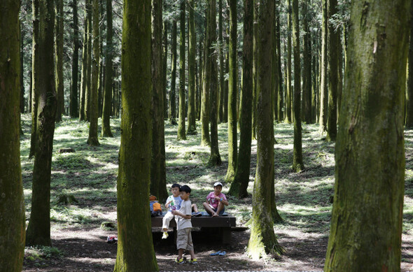 절물자연휴양림 삼나무 숲에서 자연을 만끽하고 있는 어린이들. 한겨레21 정용일 기자 yongil@hani.co.kr