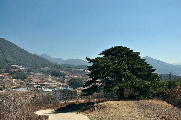 장항마을의 당산 소나무. 당산신앙에는 자연과 함께 살아온 우리 민족의 전통이 남아 있다. 지리산 둘레길 1구간은 사진 왼쪽 시멘트길로 이어진다.